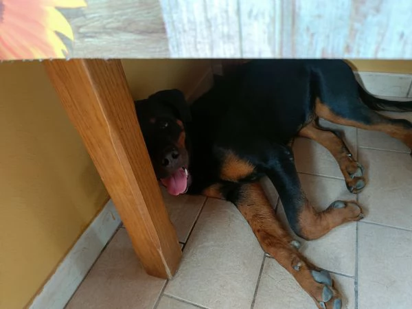 Femmina di rottweiler 7 mesi  | Foto 4