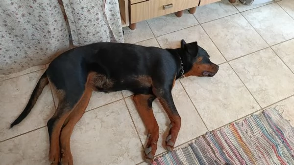 Femmina di rottweiler 7 mesi  | Foto 3