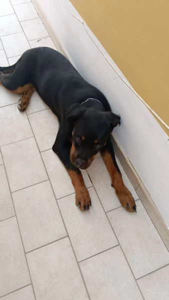 Femmina di rottweiler 7 mesi  | Foto 2