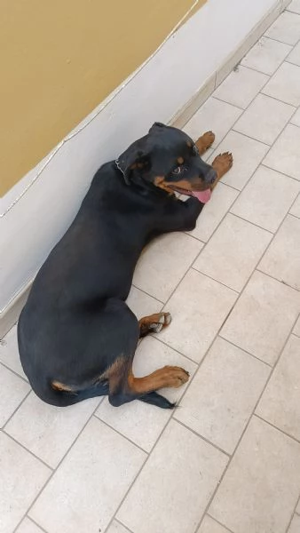 Femmina di rottweiler 7 mesi  | Foto 1