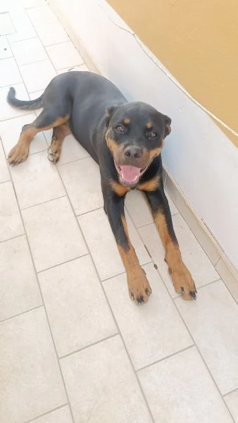 Femmina di rottweiler 7 mesi  | Foto 0