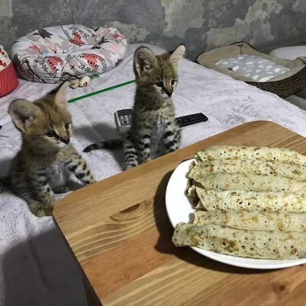 Disponibili gatti delle razze Serval, Caracal e Savannah. | Foto 3
