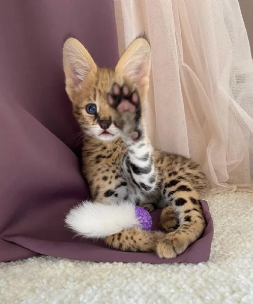 Disponibili gatti delle razze Serval, Caracal e Savannah.