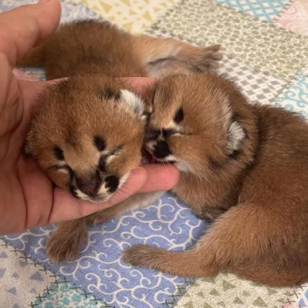 Disponibili gatti delle razze Serval, Caracal e Savannah. | Foto 2