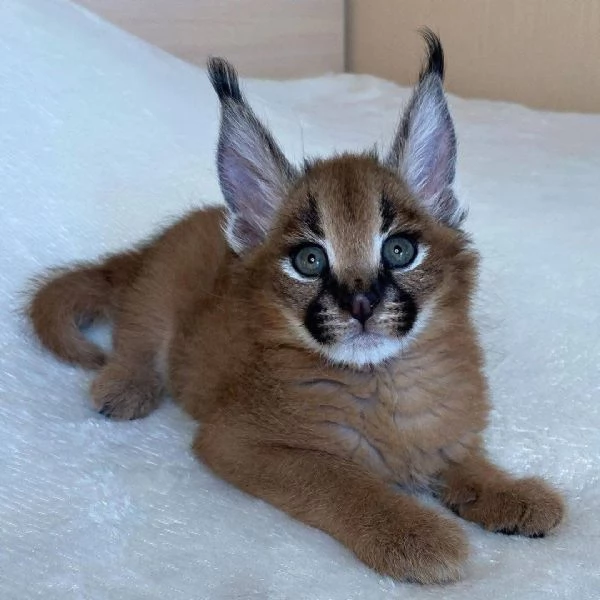 Disponibili gatti delle razze Serval, Caracal e Savannah. | Foto 1