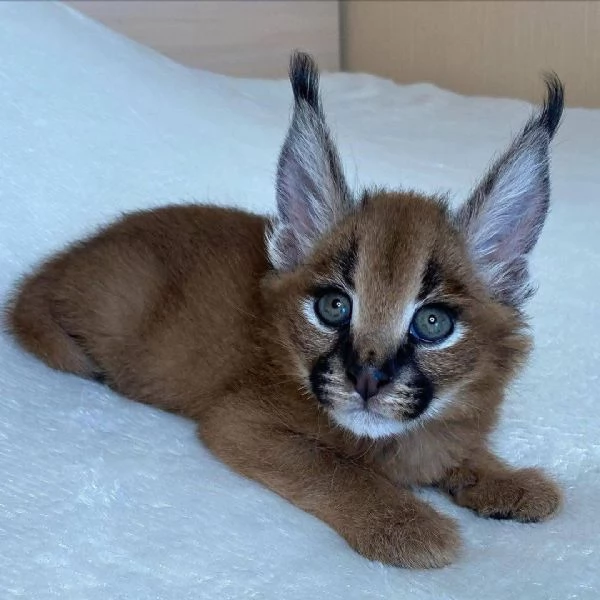Disponibili gatti delle razze Serval, Caracal e Savannah. | Foto 0