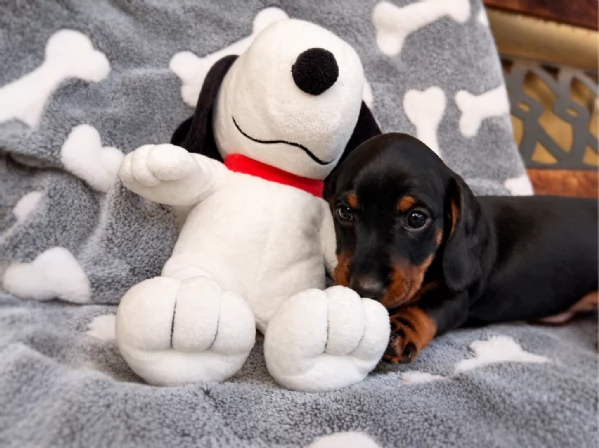 bassotto  tedesco cuccioli