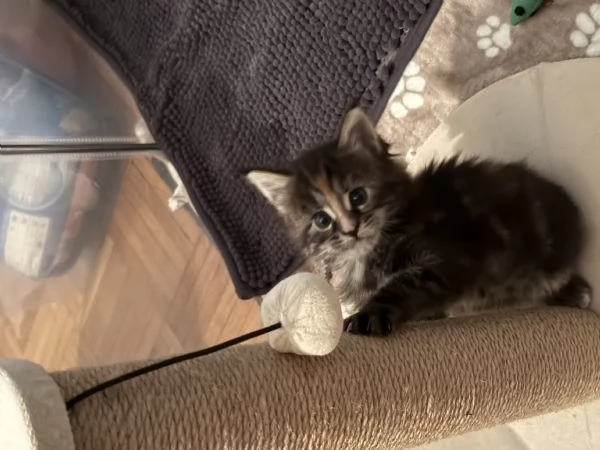 Femmine 2 mesi di Maine Coon disponibili  | Foto 4