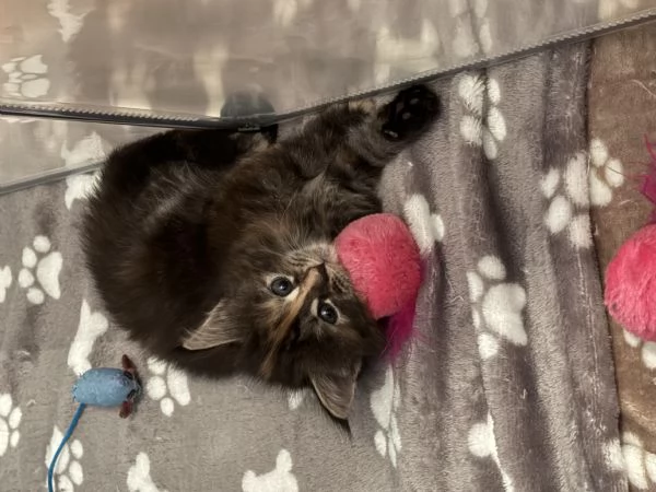 Femmine 2 mesi di Maine Coon disponibili  | Foto 3