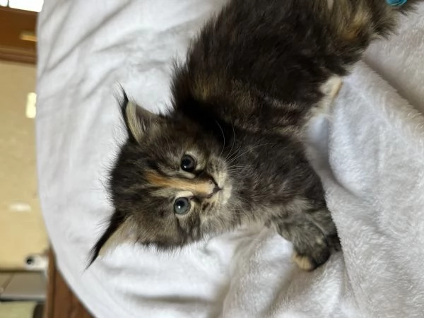 Femmine 2 mesi di Maine Coon disponibili  | Foto 2