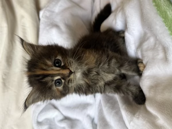 Femmine 2 mesi di Maine Coon disponibili  | Foto 1