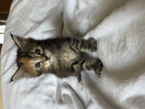 Femmine 2 mesi di Maine Coon disponibili 