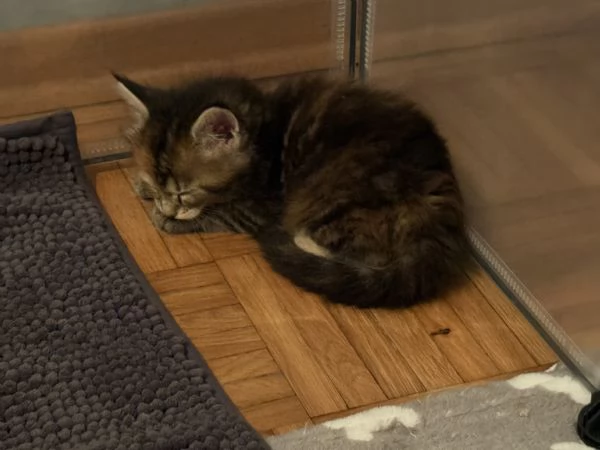 Femmine 2 mesi di Maine Coon disponibili  | Foto 0