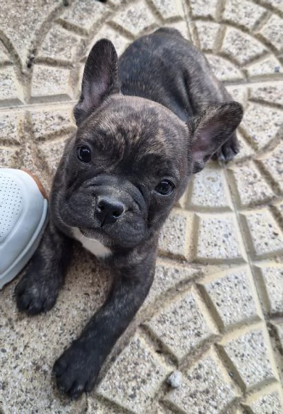 Buldog francese