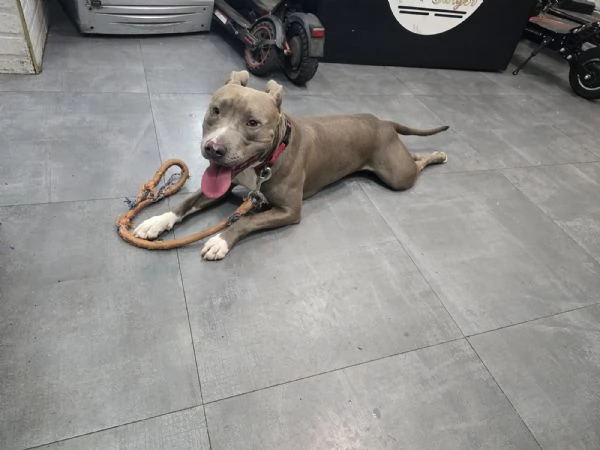 Splendido cane maschio di razza PIT. BLUE NOSE disponibile per monta
