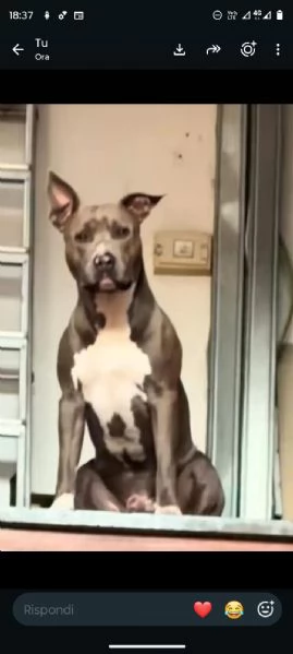 Splendido cane maschio di razza PIT. BLUE NOSE disponibile per monta | Foto 3