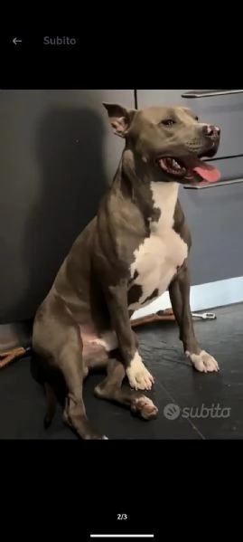 Splendido cane maschio di razza PIT. BLUE NOSE disponibile per monta | Foto 1