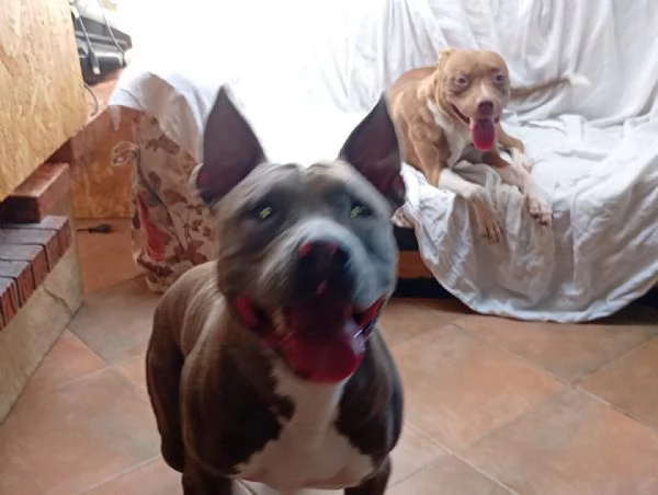 Splendido cane maschio di razza PIT. BLUE NOSE disponibile per monta | Foto 0