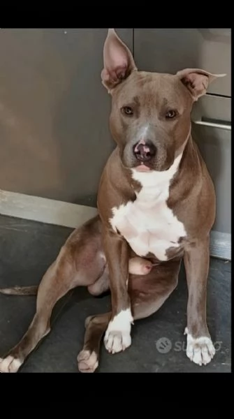 Amstaff BLUE NOSE  | Foto 0