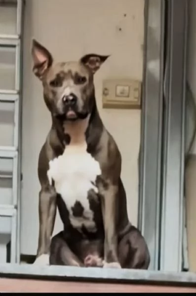 Amstaff BLUE NOSE 