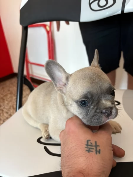 Bulldog Francese blue