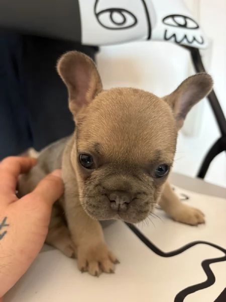 Bulldog Francese blue | Foto 6