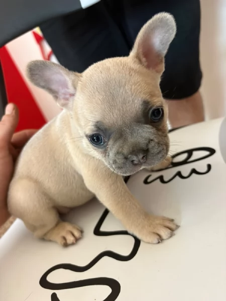 Bulldog Francese blue | Foto 5
