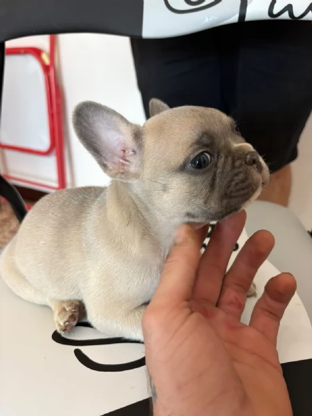 Bulldog Francese blue | Foto 4