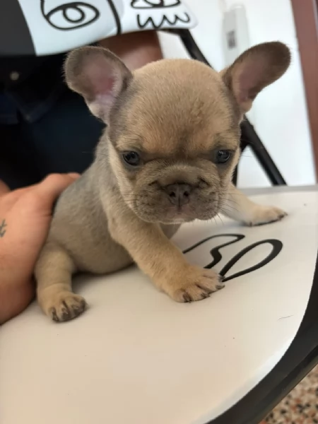 Bulldog Francese blue | Foto 3