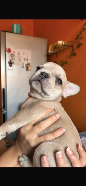 Bulldog Francese blue | Foto 2