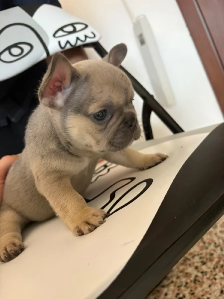 Bulldog Francese blue | Foto 1