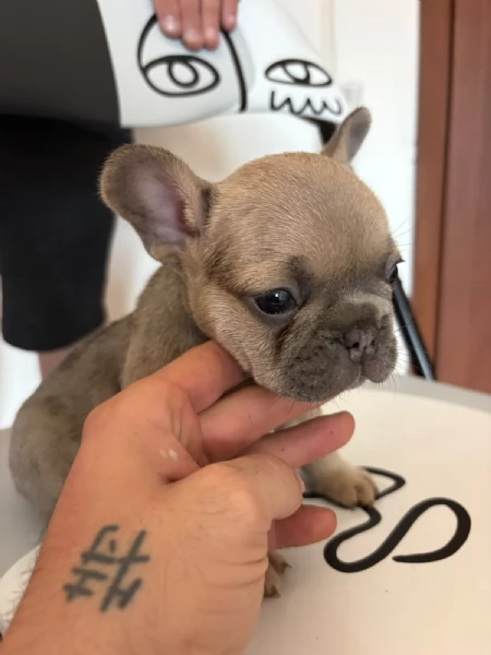 Bulldog Francese blue | Foto 0