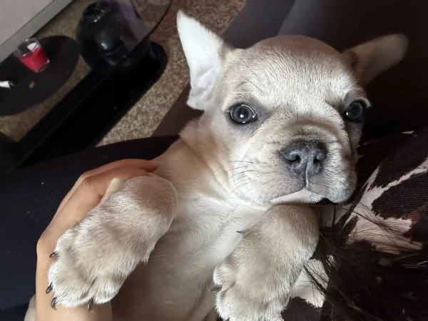 Bulldog Francese Blue Fawn | Foto 4