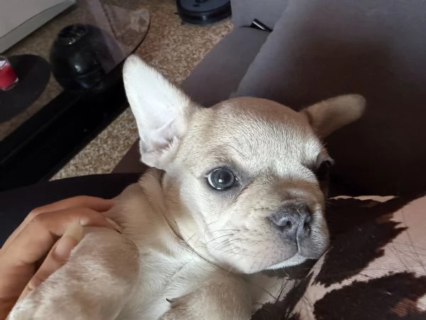 Bulldog Francese Blue Fawn | Foto 3