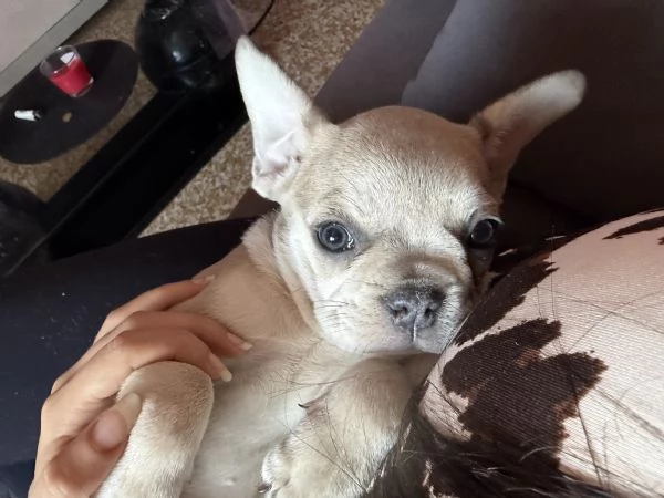 Bulldog Francese Blue Fawn | Foto 2