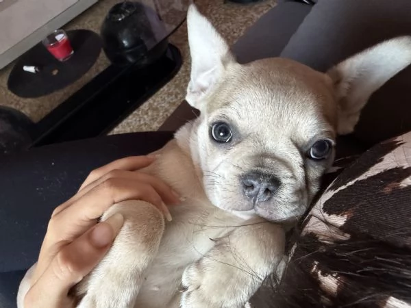 Bulldog Francese Blue Fawn | Foto 1