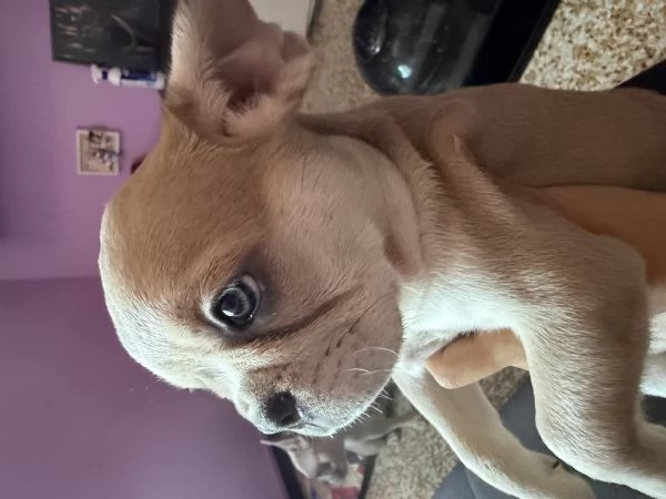 Bulldog Francese Blue Fawn
