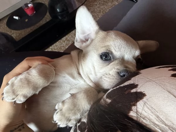 Bulldog Francese Blue Fawn | Foto 0