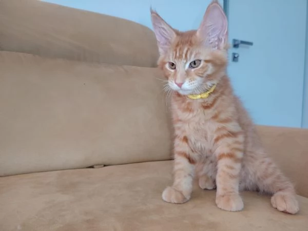 Maine coon