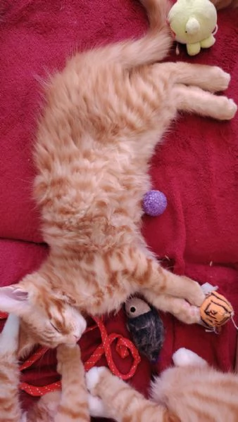 Maine coon | Foto 2