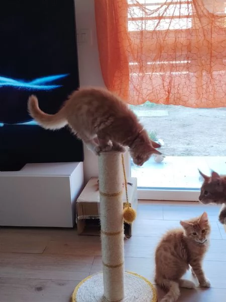 Maine coon | Foto 1