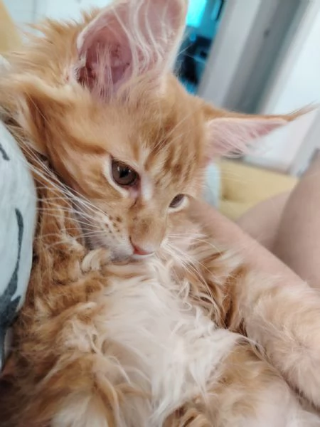 Maine coon | Foto 0