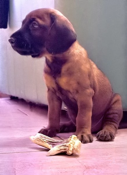 Cucciolo di segugio o