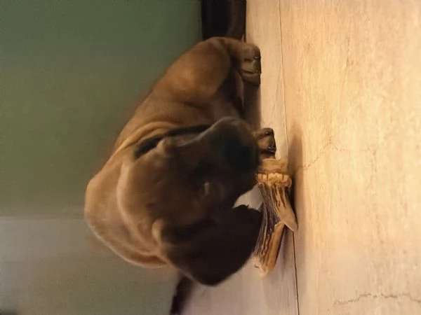 Cucciolo di segugio o | Foto 3