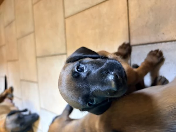 Cucciolo di segugio o | Foto 2