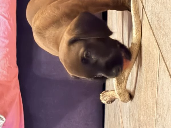 Cucciolo di segugio o | Foto 1
