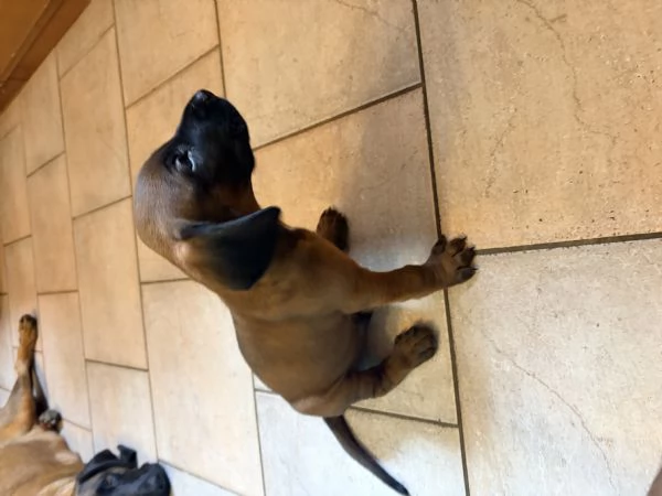 Cucciolo di segugio o | Foto 0