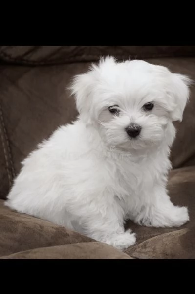Cuccioli di maltese di 2 mesi ad Aosta | Foto 2