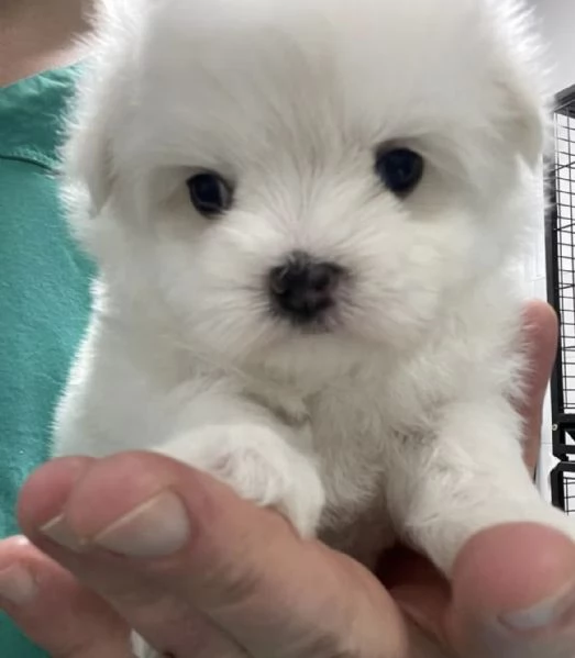 Cuccioli di maltese di 2 mesi ad Aosta | Foto 1