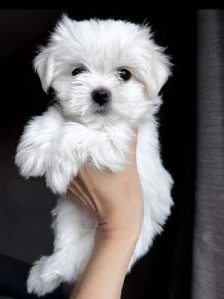 Cuccioli di maltese di 2 mesi ad Aosta | Foto 0
